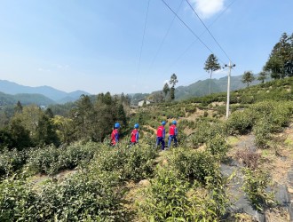 电力赋能 助力春茶生产跑出“加速度”