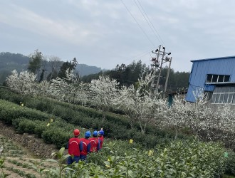 春茶飘香供电足 贴心服务助增收 ——四川省水电集团万源电力公司护航春茶生产